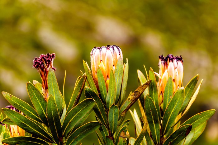 Protea flowers in bloom