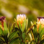 Protea flowers in bloom