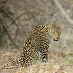 Leopard in Kafue National Park