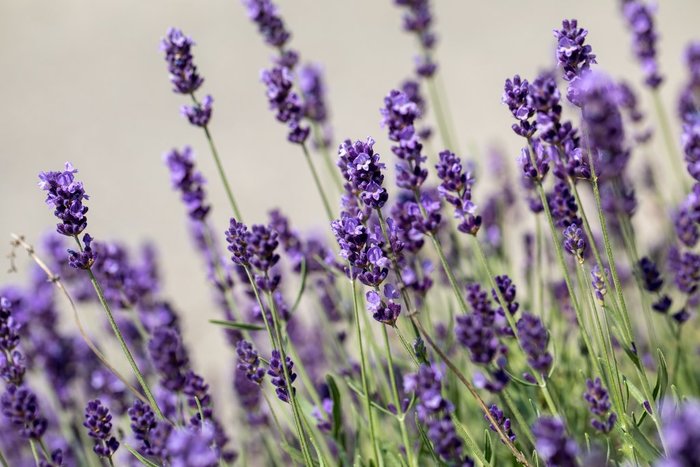Blooming lavender in Provence