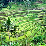 Lush green stepped rice terraces in Bali 