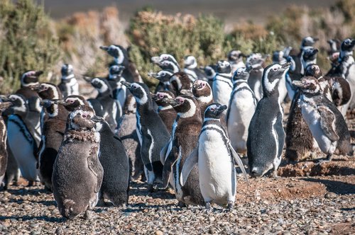 Magellanic penguins of Patagonia.