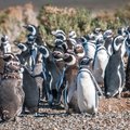 Magellanic penguins of Patagonia.