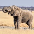 See elephants of Namibia on a safari tour