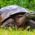 Viewing giant tortoises in their native habitat is a highlight of the Galapagos.