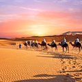 Ride a camel through the Sahara desert