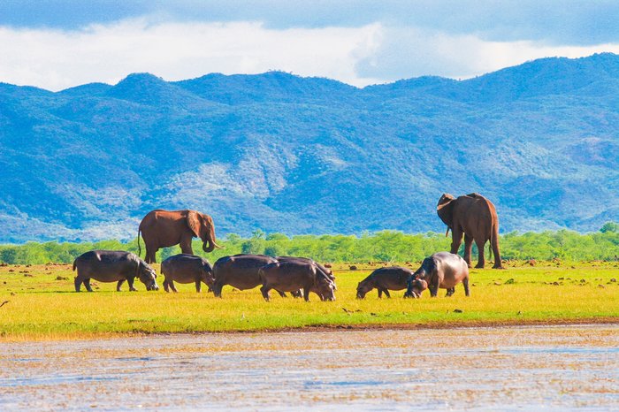 Wildlife on Lake Kariba