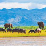 Wildlife on Lake Kariba 