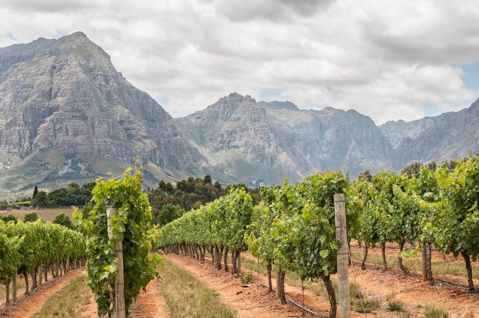 Vineyards near Stellenbosch