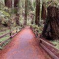 Muir Woods, just half an hour's drive from downtown San Francisco