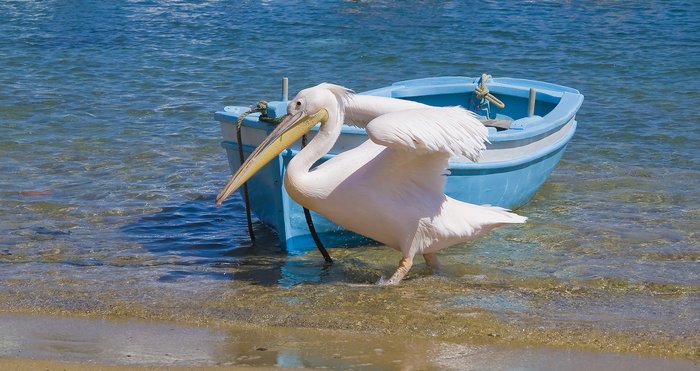 Mykonos' main celebrity