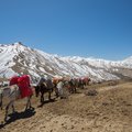 Donkey Train in Upper Mustang