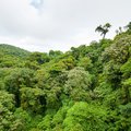 Cloud forest canopy in Monteverde