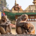 How Many Days Should You Spend in Kathmandu?