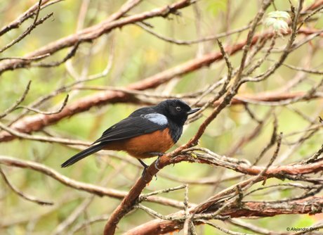 Chestnut-bellied Flowerpiercer, Cerro Montezuma, Choco bioregion