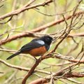 Chestnut-bellied Flowerpiercer, Cerro Montezuma, Choco bioregion