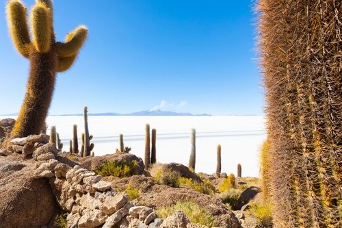 Views of Salar de Uyuni from Incahuasi Island