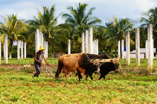 Farmer and ox plowing field in Vinales