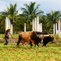 Farmer and ox plowing field in Vinales