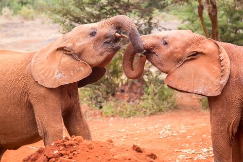Two small baby elephants playing at elephant orphanage in Nairobi, Kenya, Africa.