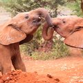 Two small baby elephants playing at elephant orphanage in Nairobi, Kenya, Africa.
