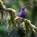 Marvel at the brightly colored birdlife in Monteverde