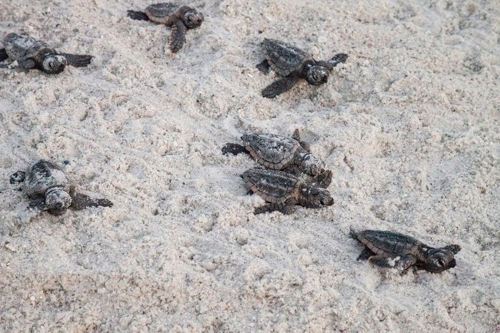 Turtle tots make there way to the ocean