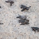 Turtle tots make there way to the ocean