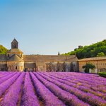 Abbey of Senanque in the Luberon