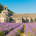 A lavender field in Provence