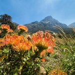 Red protea in Kirstenbosch Garden