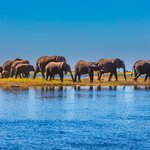 An excess of elephants