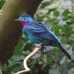 Look for vibrantly hued birds on a birdwatching tour