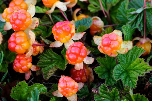 Close-up of cloudberries in the swamps of Ranua