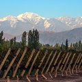 Vineyard in Mendoza with the peak of Aconcagua rising behind