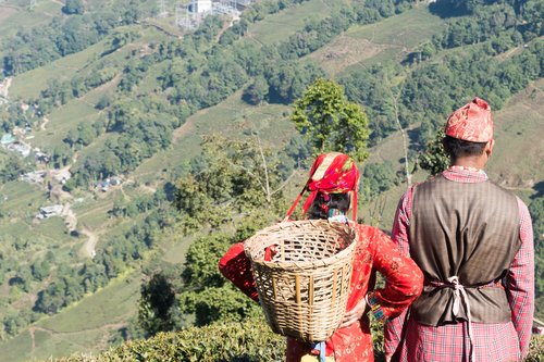 Indian tea pickers in Darjeeling