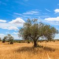 Walk among olive tree plantations in the Alentejo