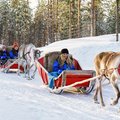 Reindeer in Lapland