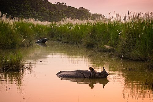Spot big game wildlife like the Indian one-horned rhino in Chitwan National Park during the cooler winter months of January 