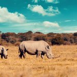 Botswana Travel Agents