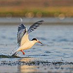 Gambia Travel Agents