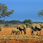 Zambia Travel Agents