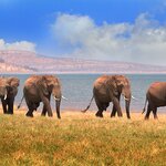 Elephants along the shores of Lake Kariba