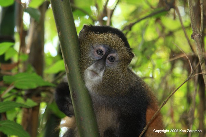 Golden Monkey Trekking Experience