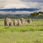 Elephants in Amboseli National Park, with Mt. Kilimanjaro in the distance