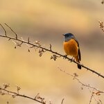 A blue-fronted redstart perches on a tree branch, Bhutan