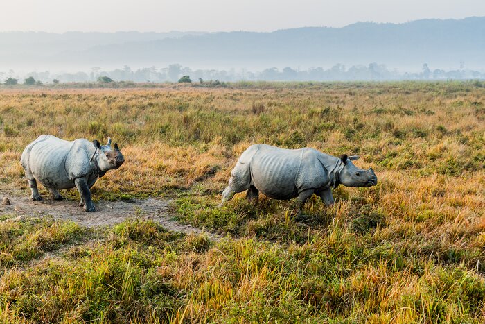 Search for rhinos in Kaziranga National Park