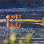 A tiger crosses the riverine landscapes of Bardia National Park