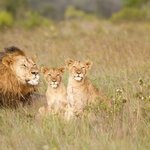 Treat your family to a week of Cape Town fun mixed with the ultimate safari adventure