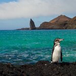 Meet a variety of friendly and exotic creatures in the Galápagos 